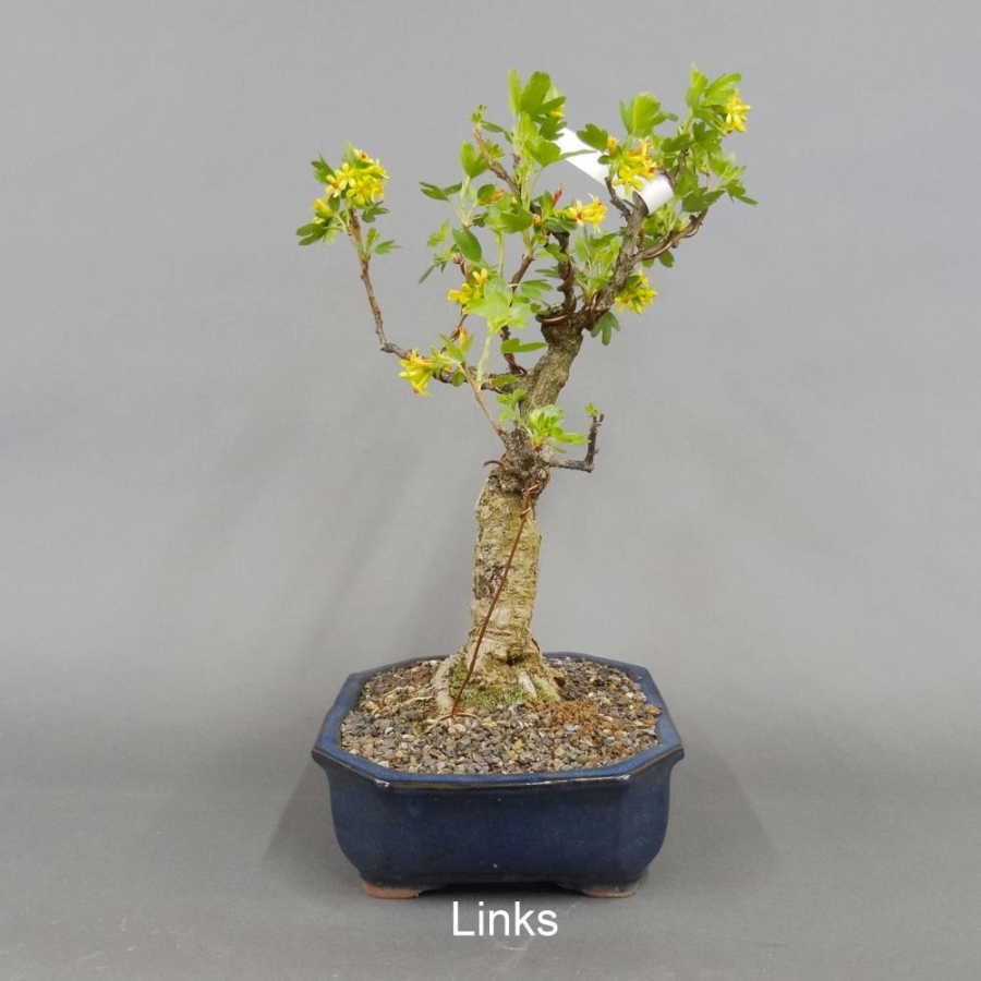 Goldjohannisbeere, Ribes aureum
