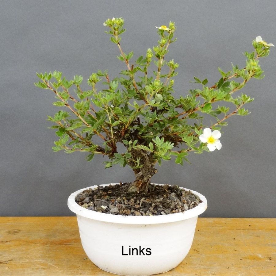 Potentilla, Fingerstrauch, Bonsai