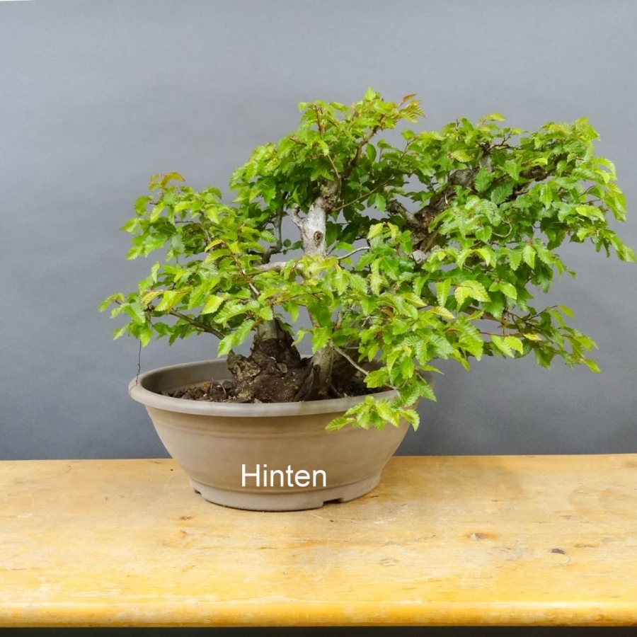 Carpinus Hainbuche Weissbuche