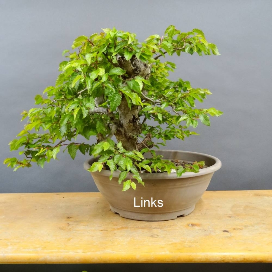 Carpinus Hainbuche Weissbuche