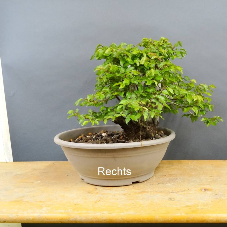 Orientalische Hainbuche - Carpinus orientalis R2