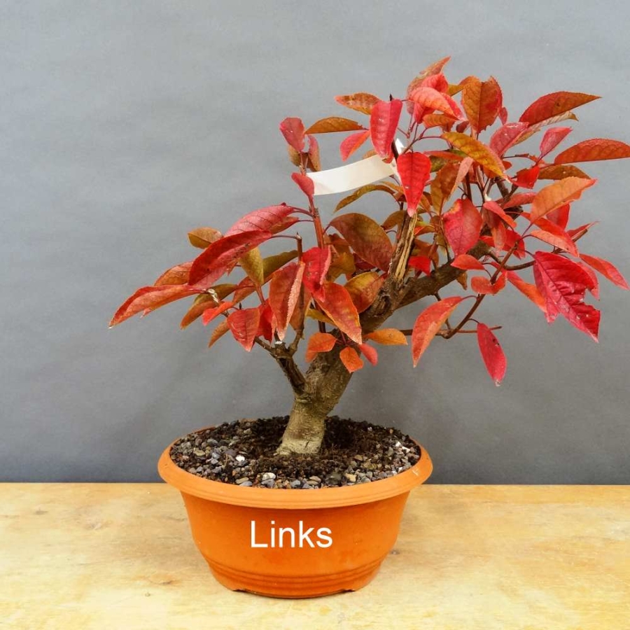 Prunus padus, Traubenkirsche, Bonsai