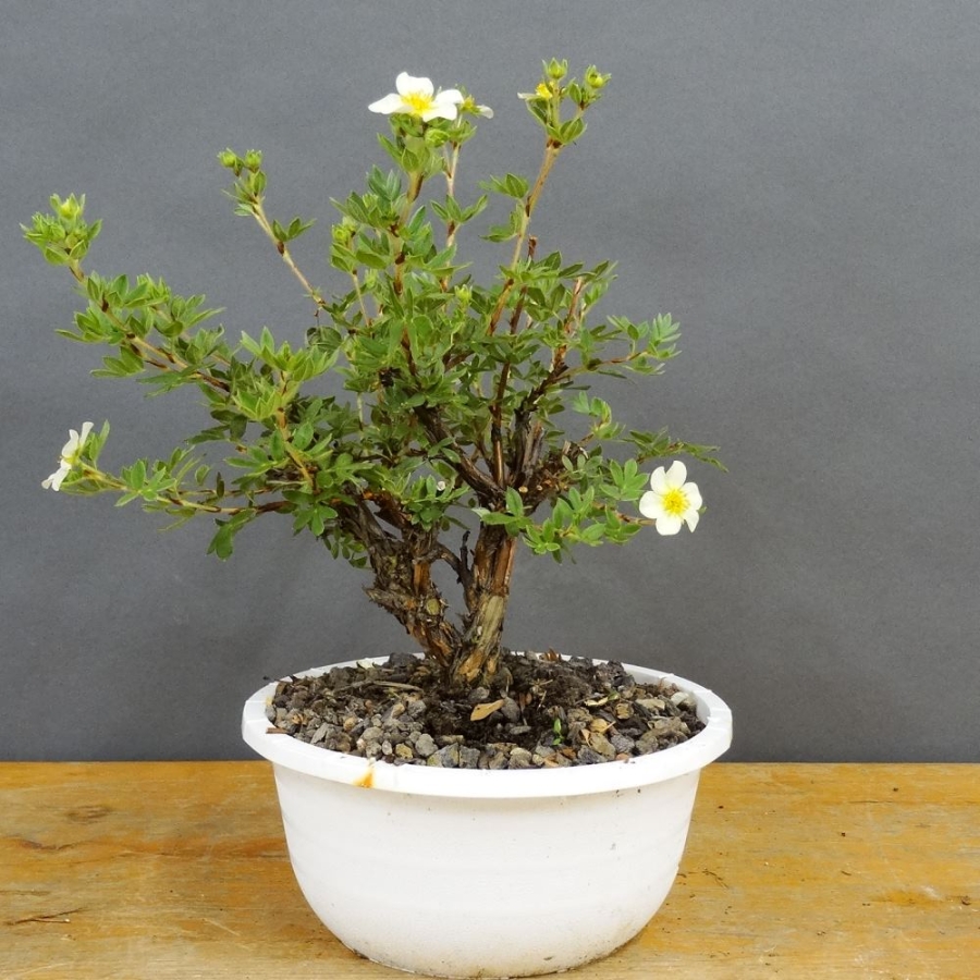 Potentilla, Fingerstrauch, Bonsai