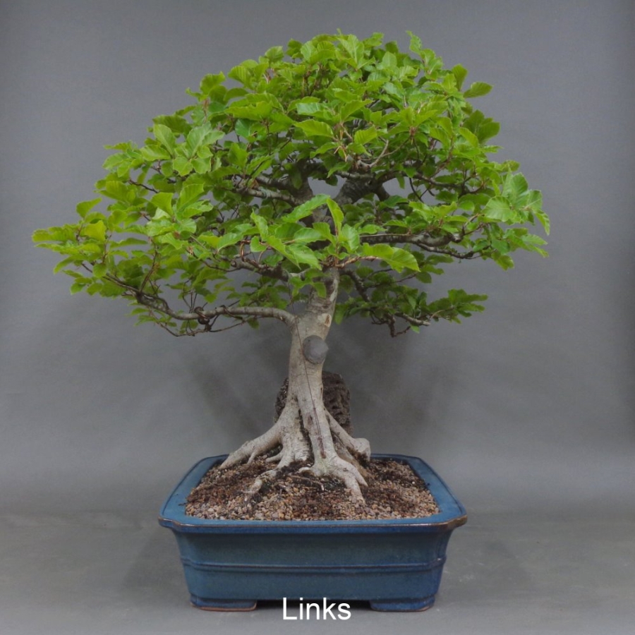 Rotbuche von  links