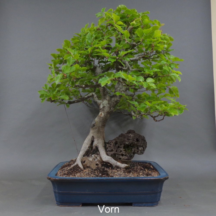 Rotbuche von vorn