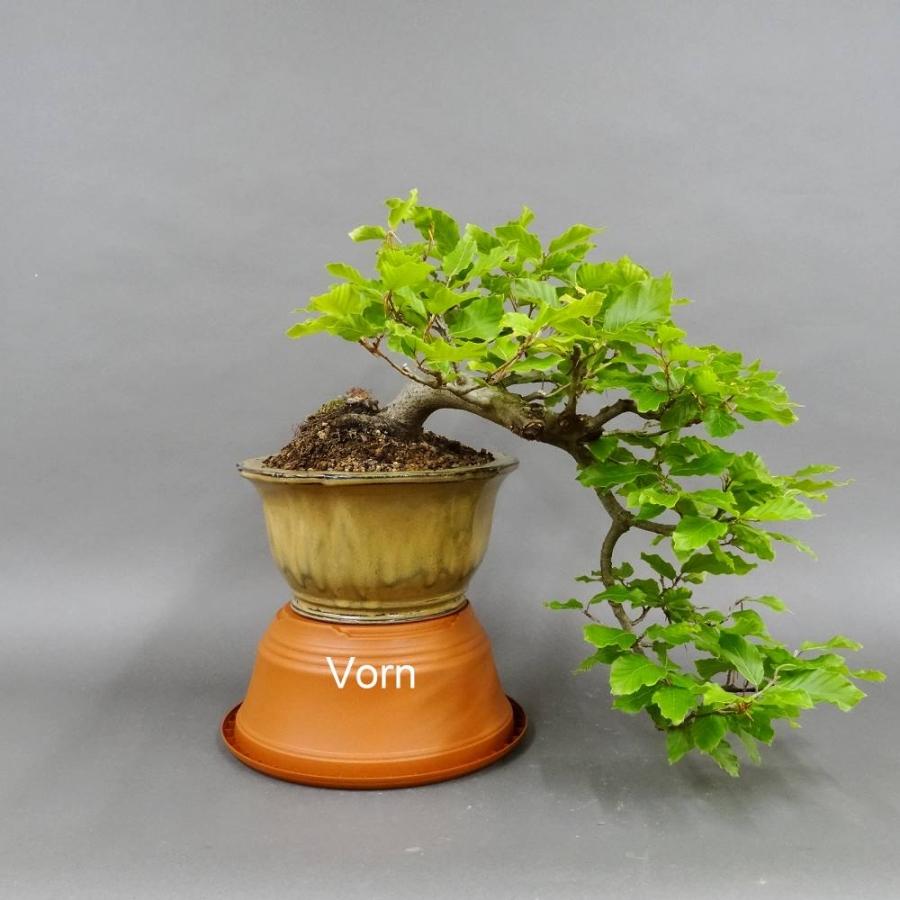 vorn