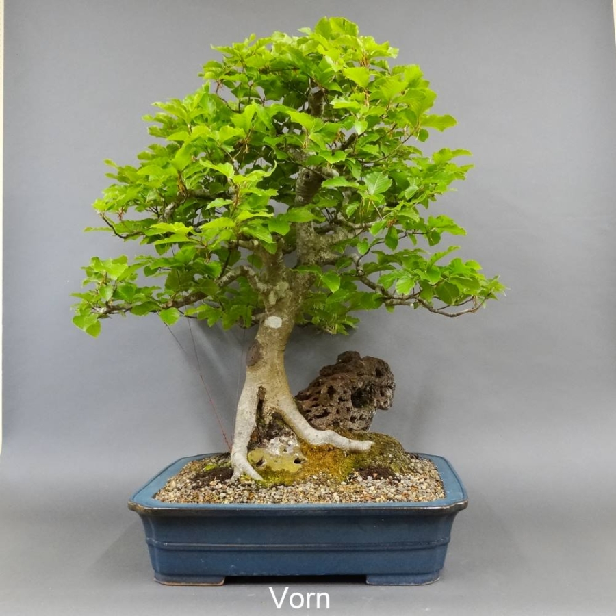 vorn