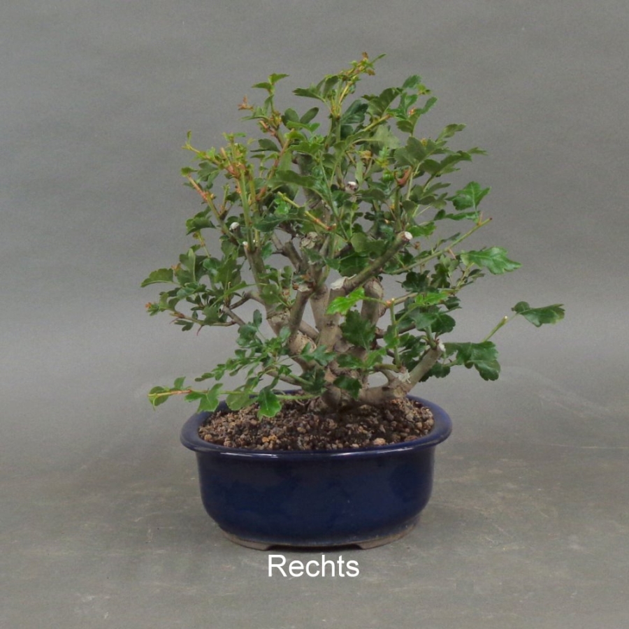 Rotdorn, Bonsai, rechts