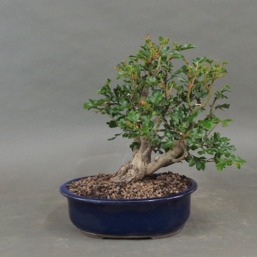 Rotdorn, Bonsai, vorn