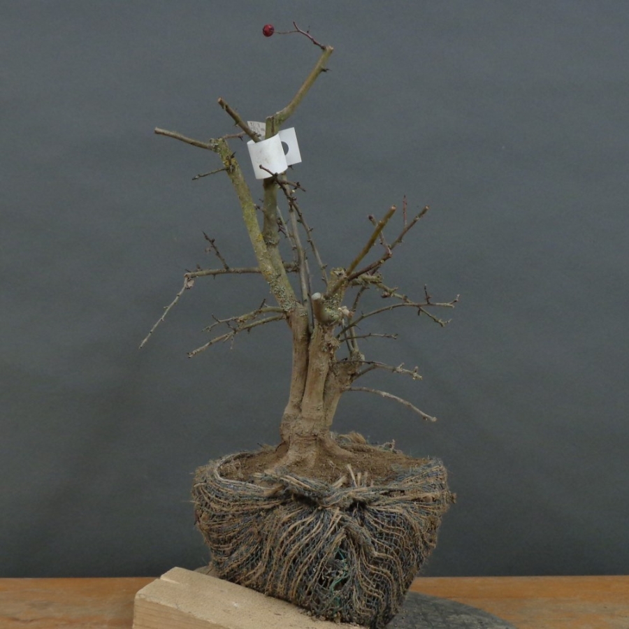 Rotdorn, Bonsai