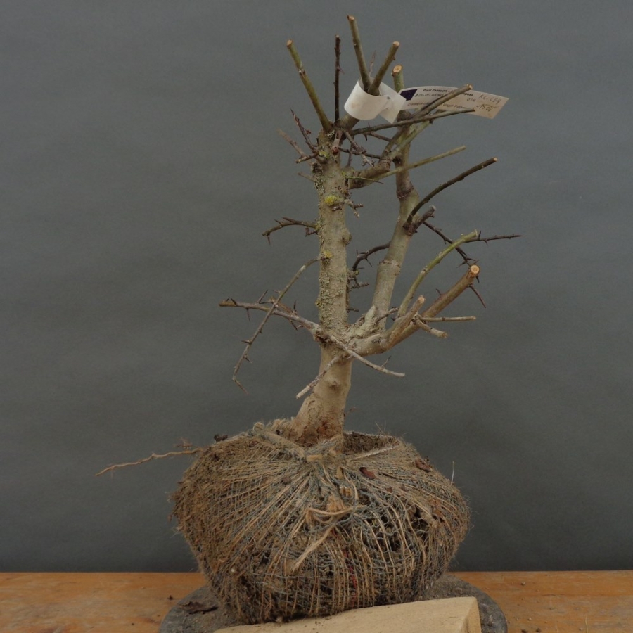 Rotdorn, Bonsai