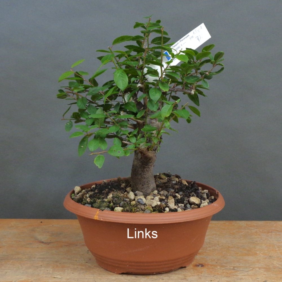 Prunus spinosa, Schlehdorn