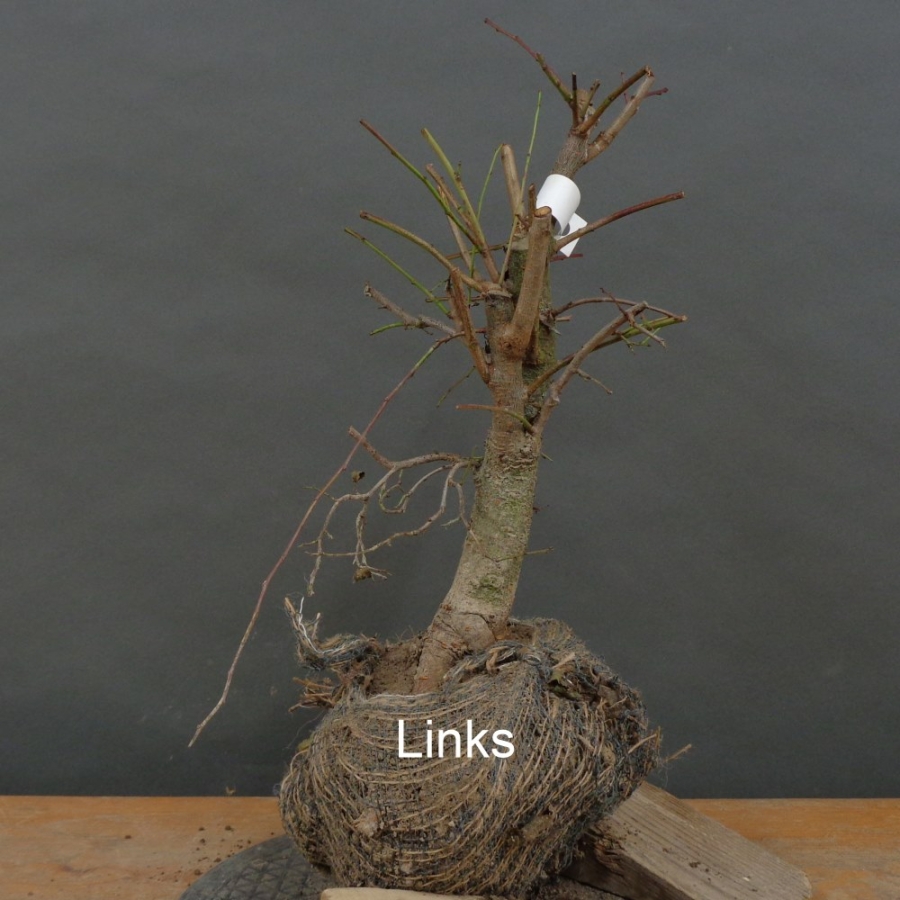 Prunus mahaleb, Steinweichsel, Bonsai