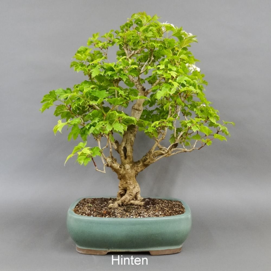 Bonsai Gemeiner Schneeball
