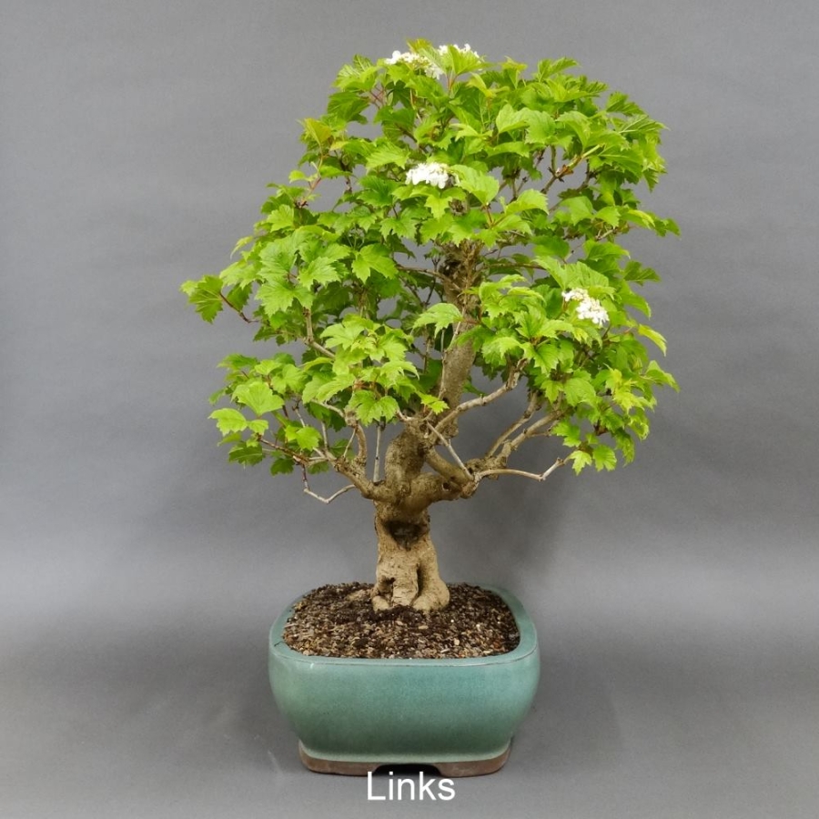 Bonsai Gemeiner Schneeball links