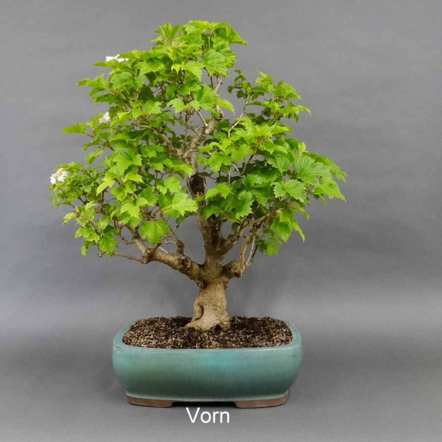Bonsai Gemeiner Schneeball