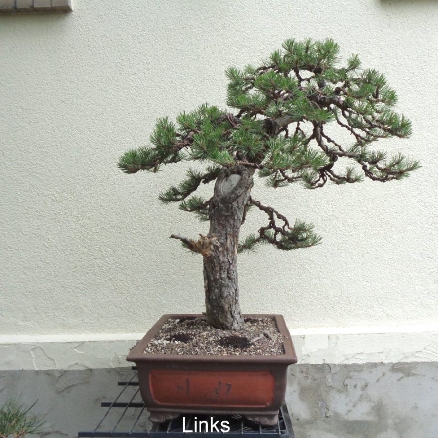 Bonsai, Pinus nigra