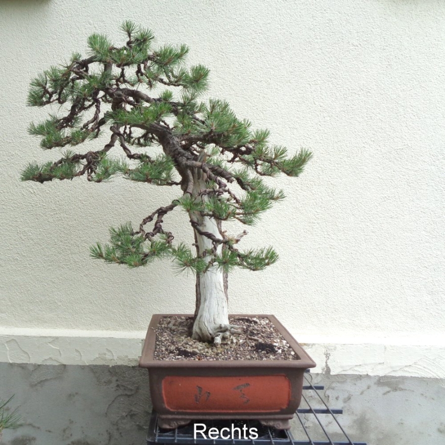 Bonsai, Pinus nigra