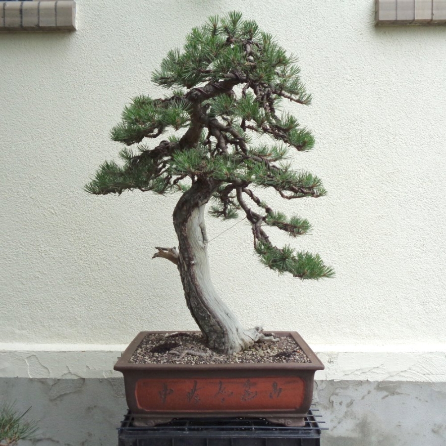 Bonsai, Pinus nigra