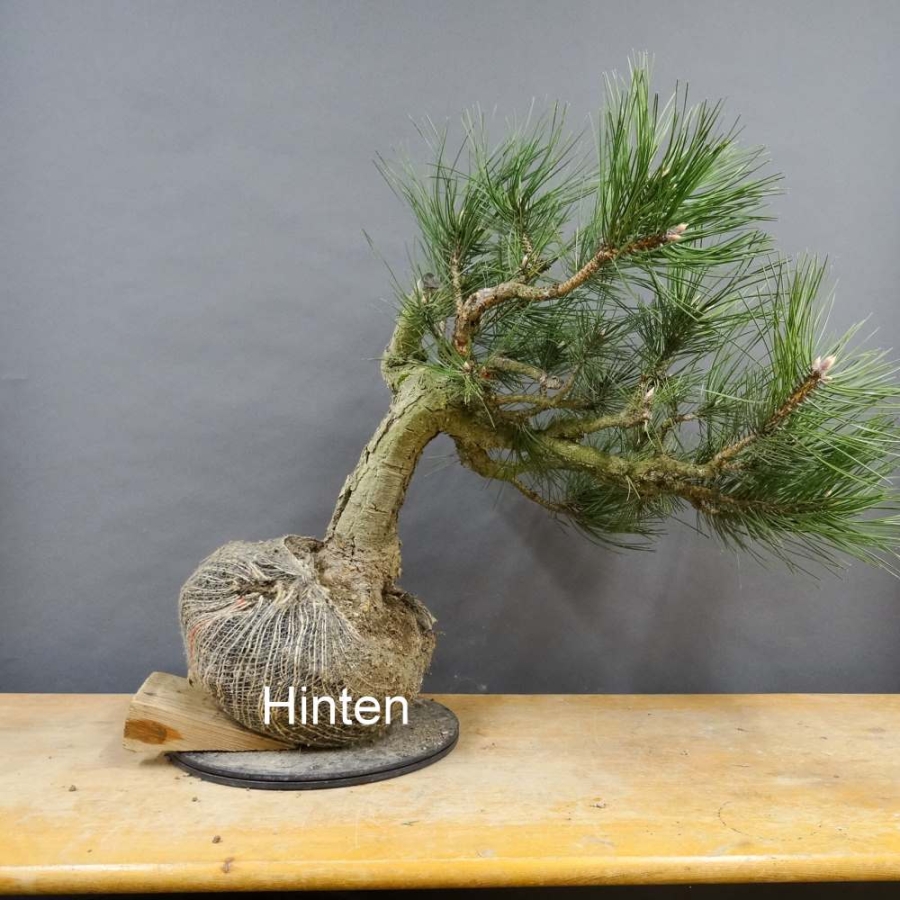 Pinus nigra Schwarzkiefer