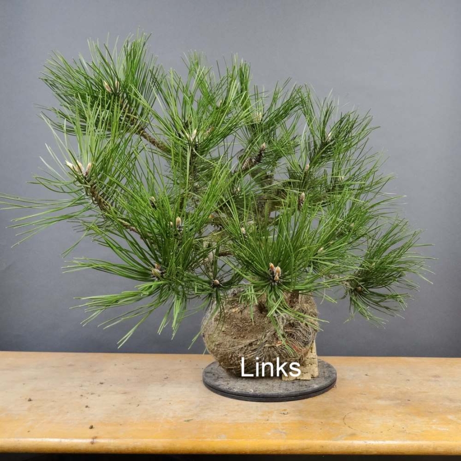 Pinus nigra Schwarzkiefer