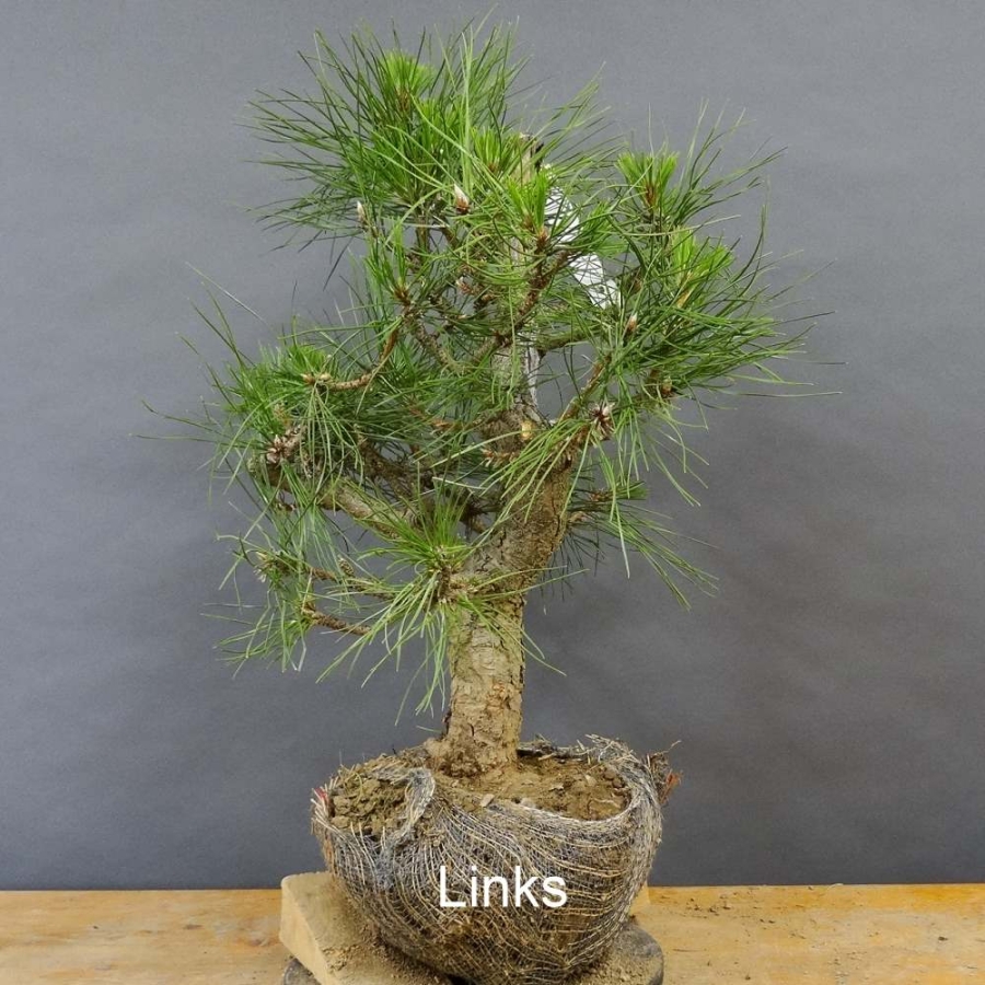 Pinus nigra Schwarzkiefer