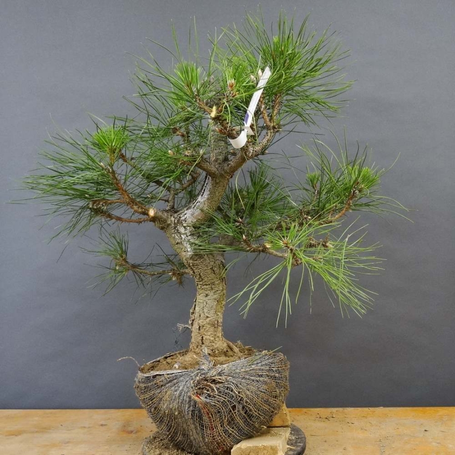 Pinus nigra Schwarzkiefer