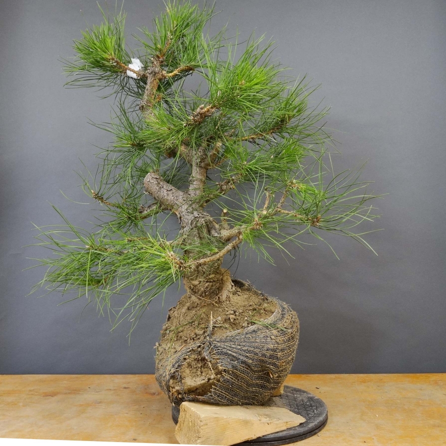 Pinus nigra Schwarzkiefer