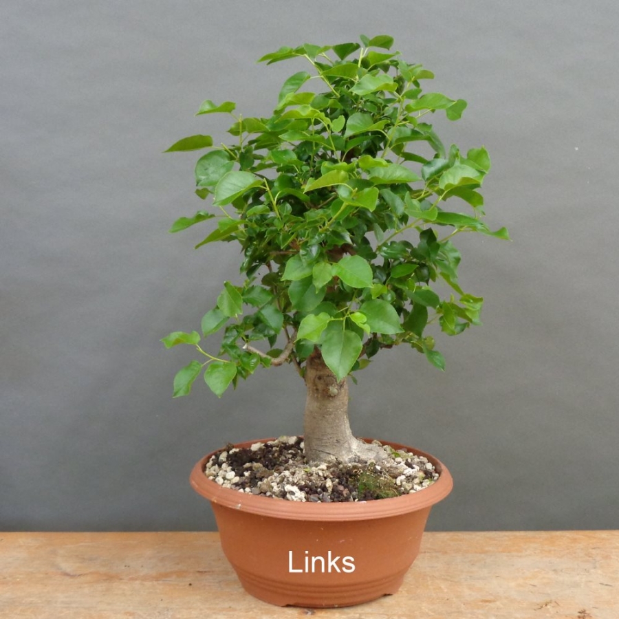 Prunus mahaleb, Steinweichsel, Bonsai