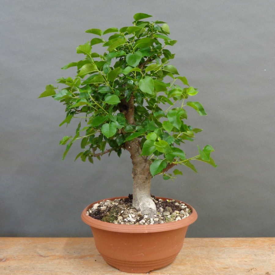 Prunus mahaleb, Steinweichsel, Bonsai