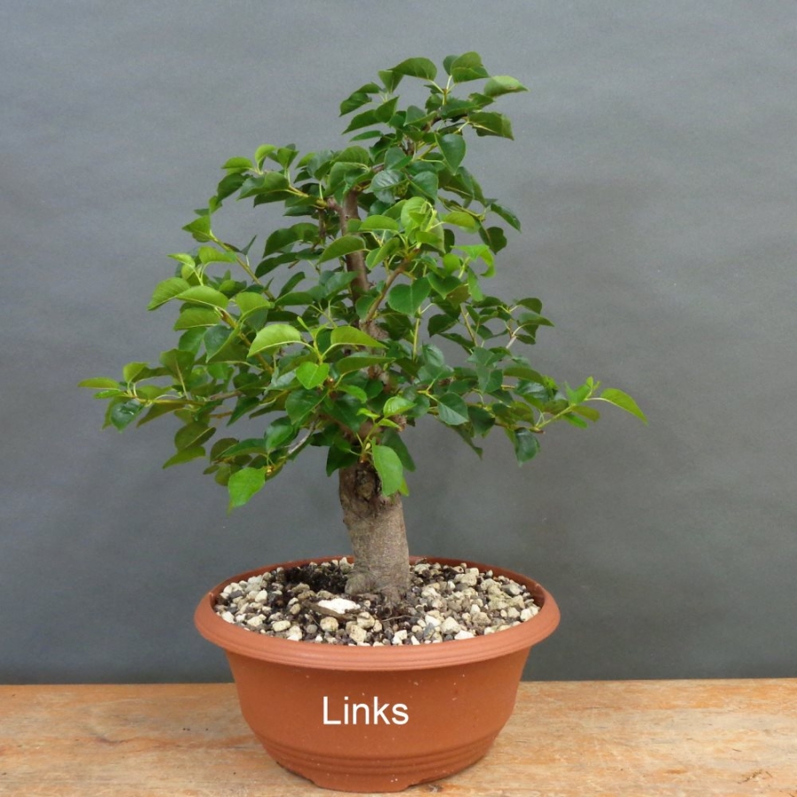 Prunus mahaleb, Steinweichsel, Bonsai