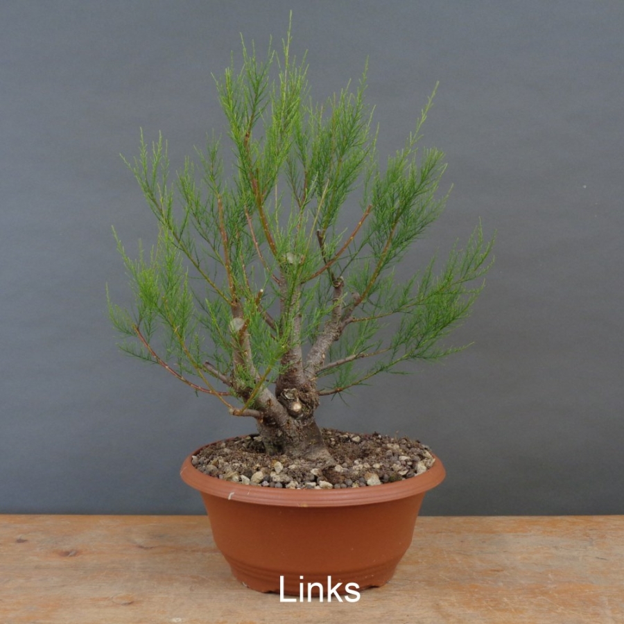 Pre-Bonsai,Tamarix, parviflora, Tamariske