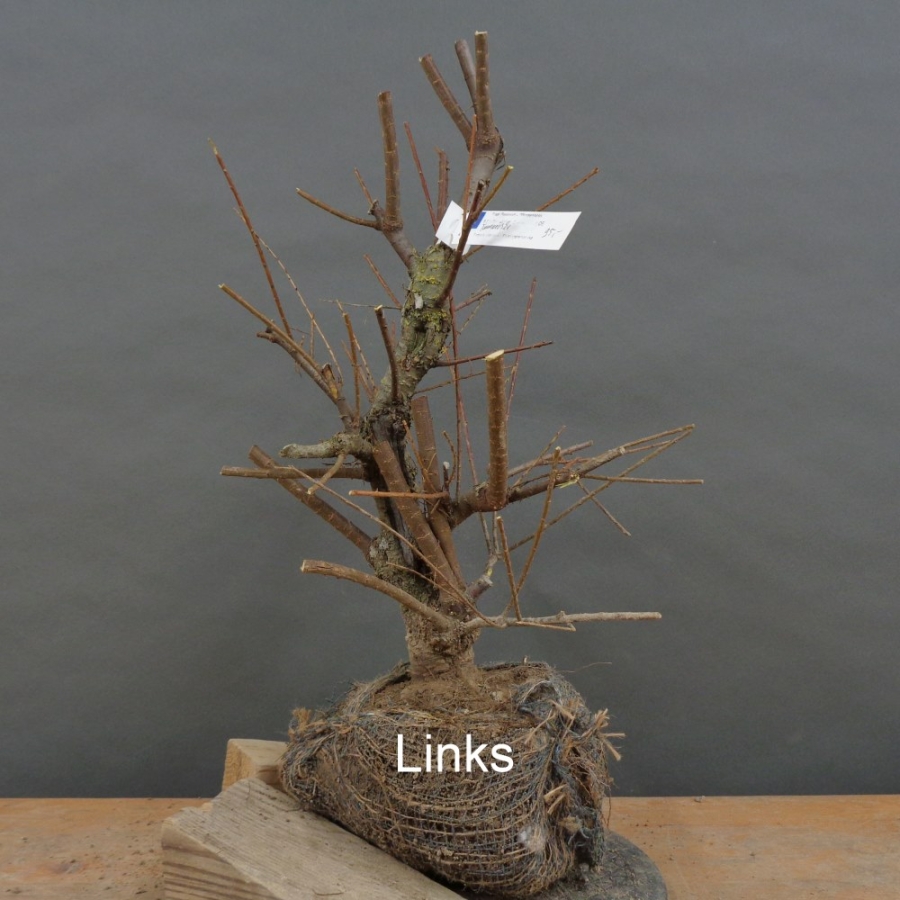 Pre-Bonsai,Tamarix, parviflora, Tamariske