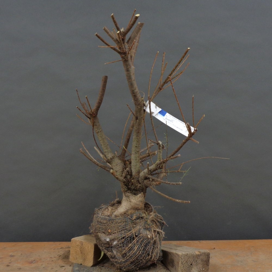 Pre-Bonsai,Tamarix, parviflora, Tamariske