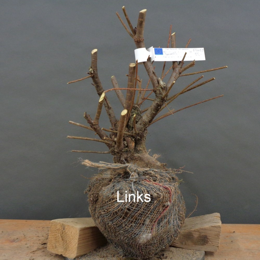 Pre-Bonsai,Tamarix, parviflora, Tamariske