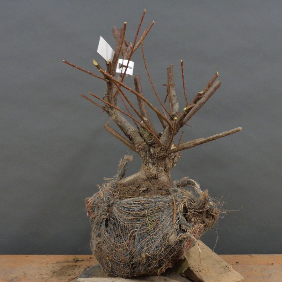 Pre-Bonsai,Tamarix, parviflora, Tamariske