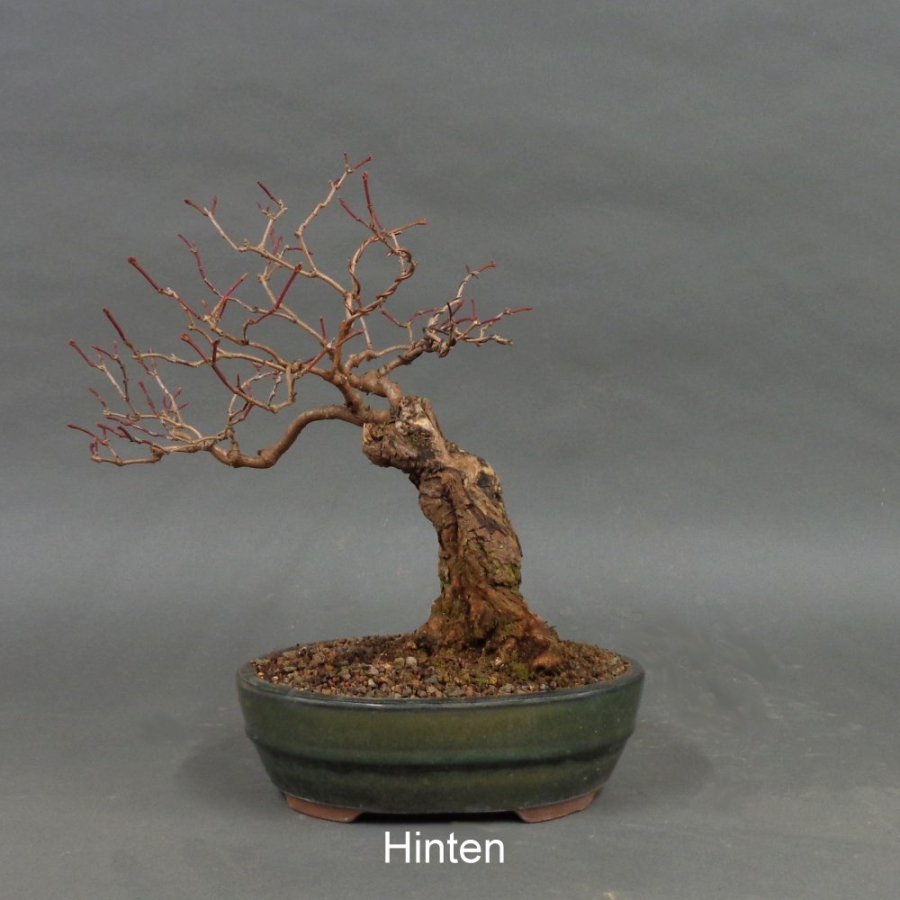 Bonsai Gemeiner Schneeball hinten