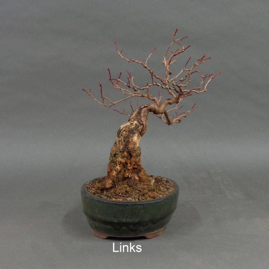 Bonsai Gemeiner Schneeball links