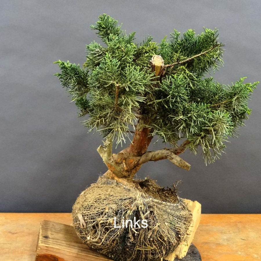 Juniperus chin. 'Blaauw'
