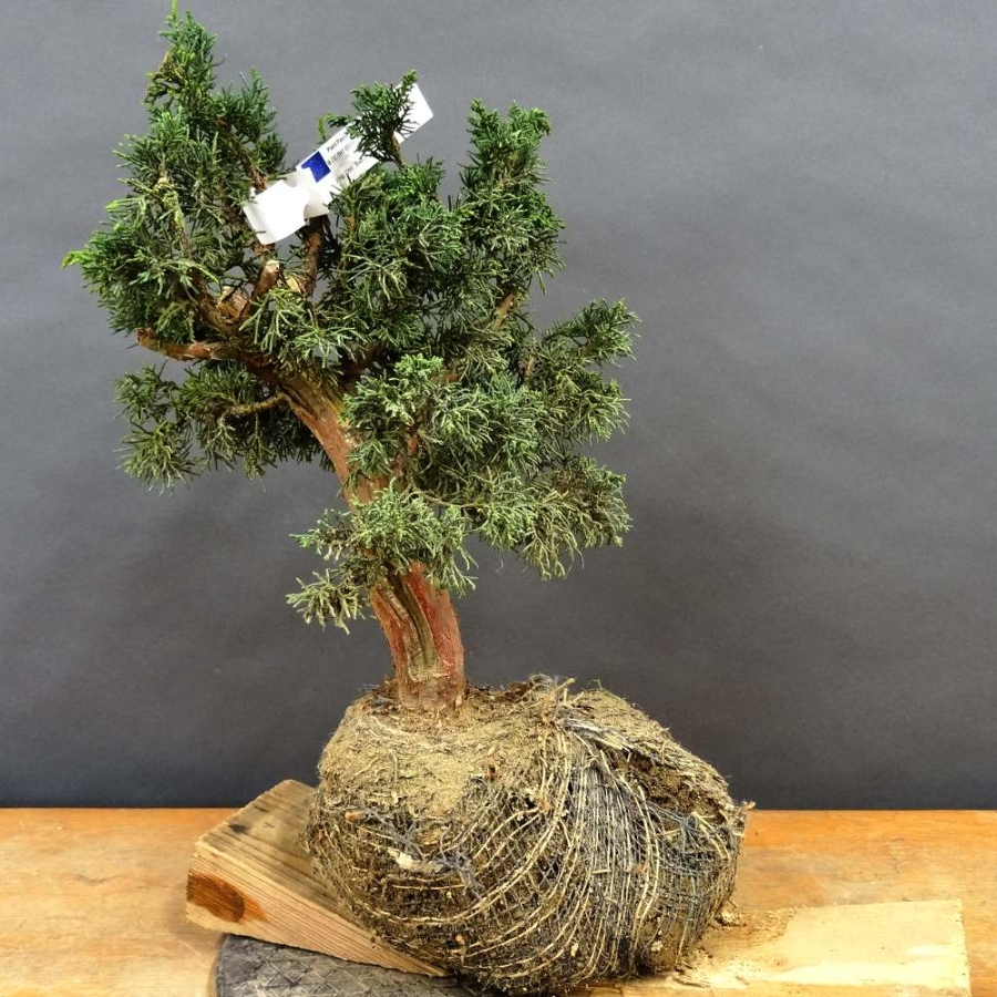 Juniperus chin. 'Blaauw'