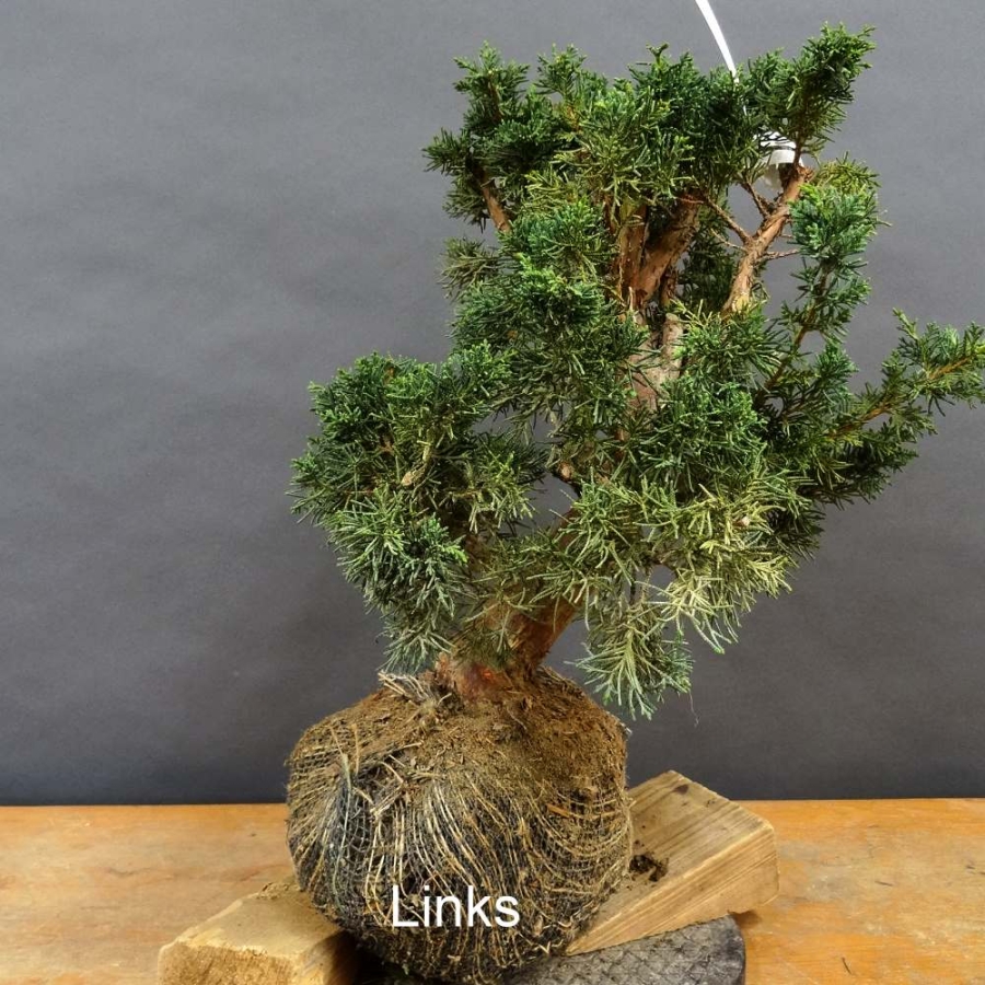 Juniperus chin. 'Blaauw'