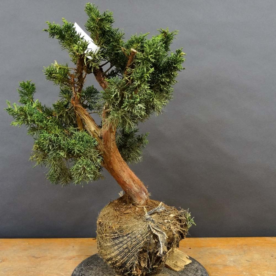 Juniperus chin. 'Blaauw'