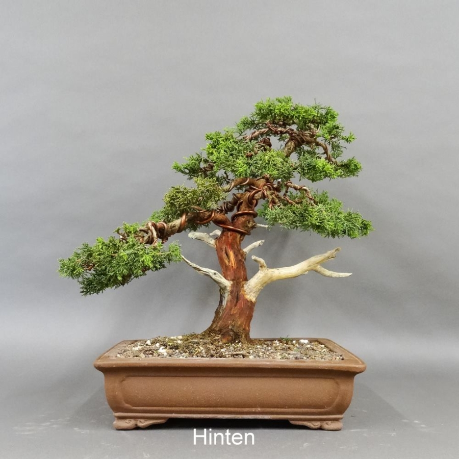 Chinesischer Wacholder Bonsai