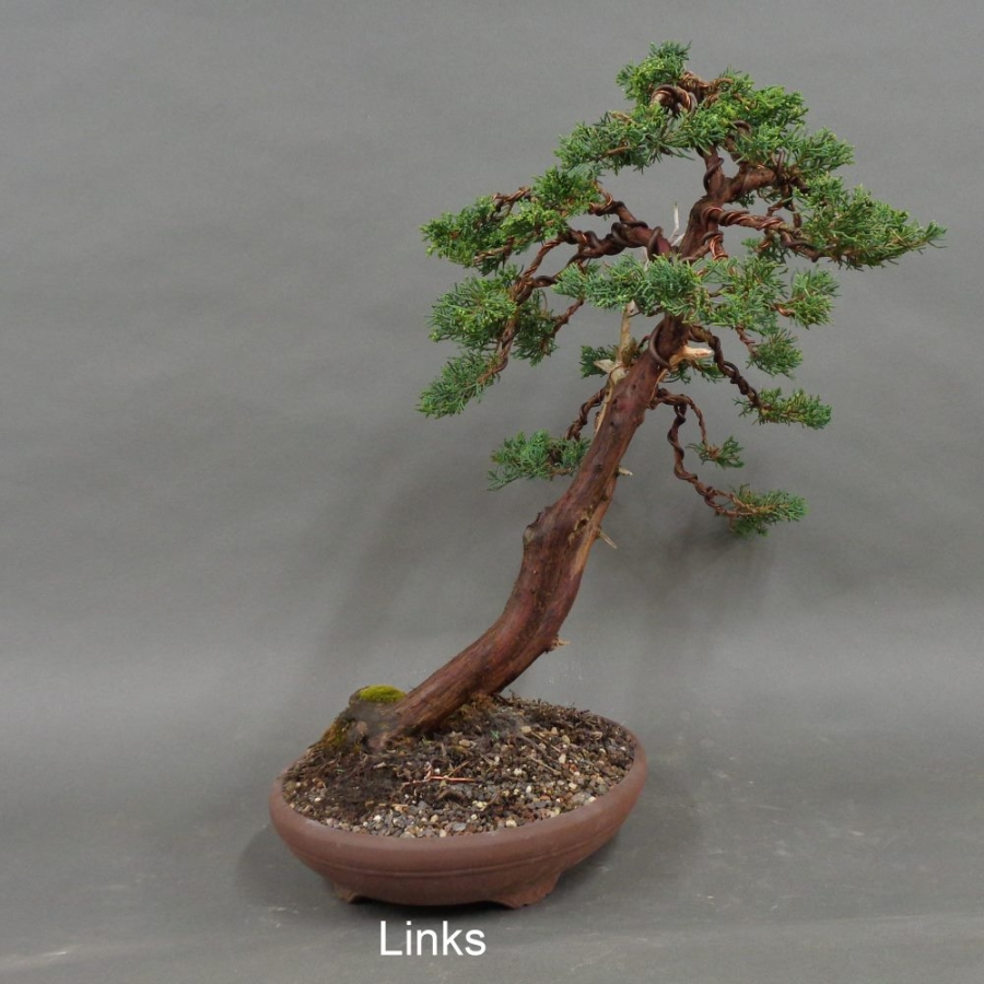 Chinesischer Wacholder Bonsai, links