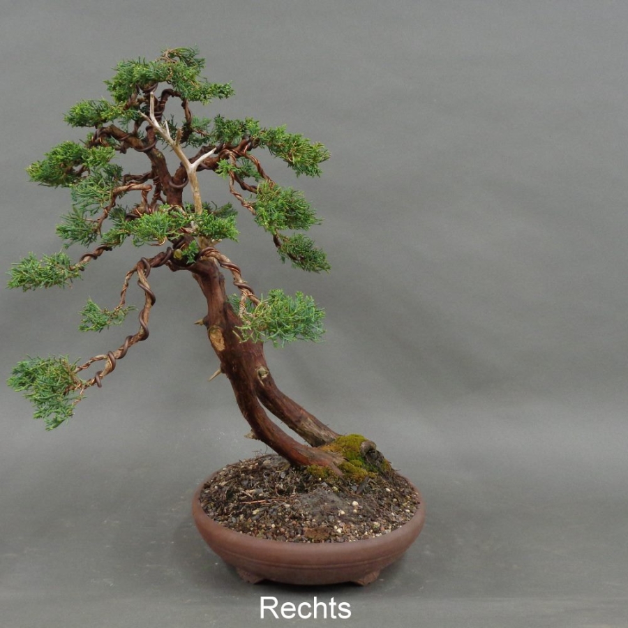 Chinesischer Wacholder Bonsai, rechts