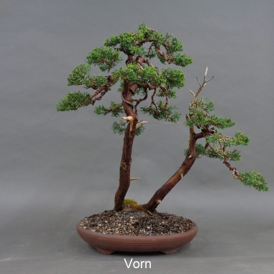 Chinesischer Wacholder Bonsai