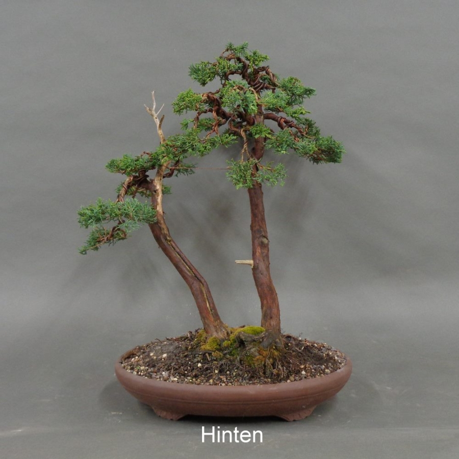 Chinesischer Wacholder Bonsai, hinten