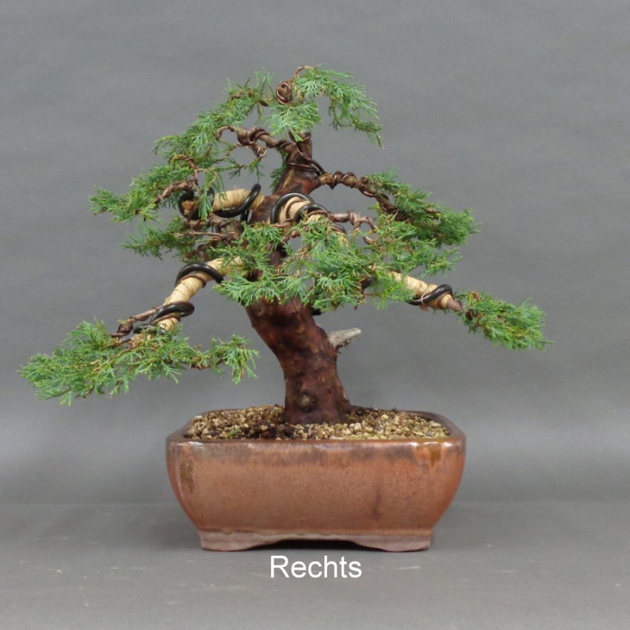 Juniperus chin. Hetzii, rechts