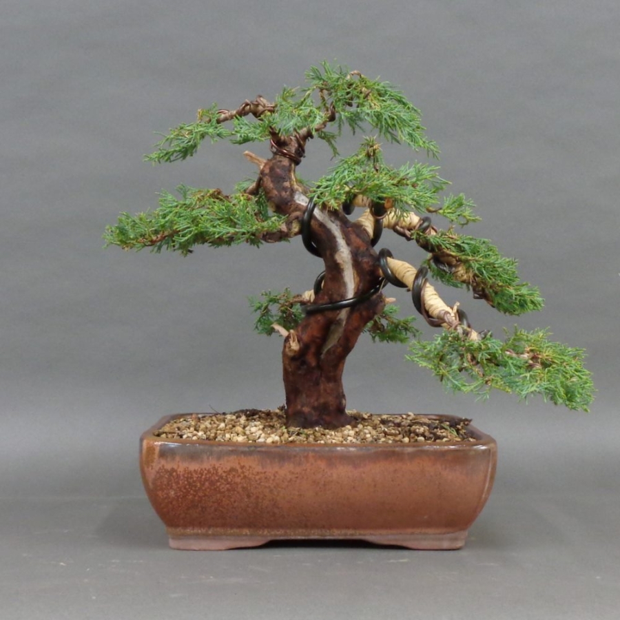 Juniperus chin. Hetzii, vorn