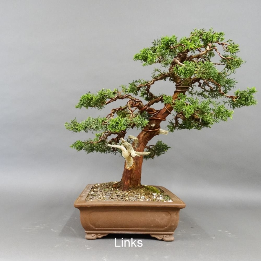 Chinesischer Wacholder Bonsai